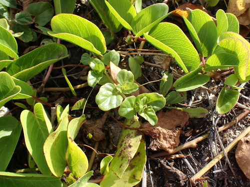 Crawling Spiderling (Boerhavia repens)