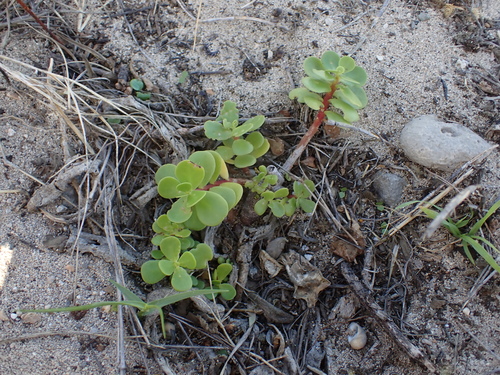 Portulaca lutea observed 2026-02-28