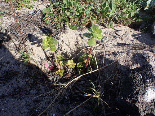 Native Yellow Purslane (Portulaca lutea)