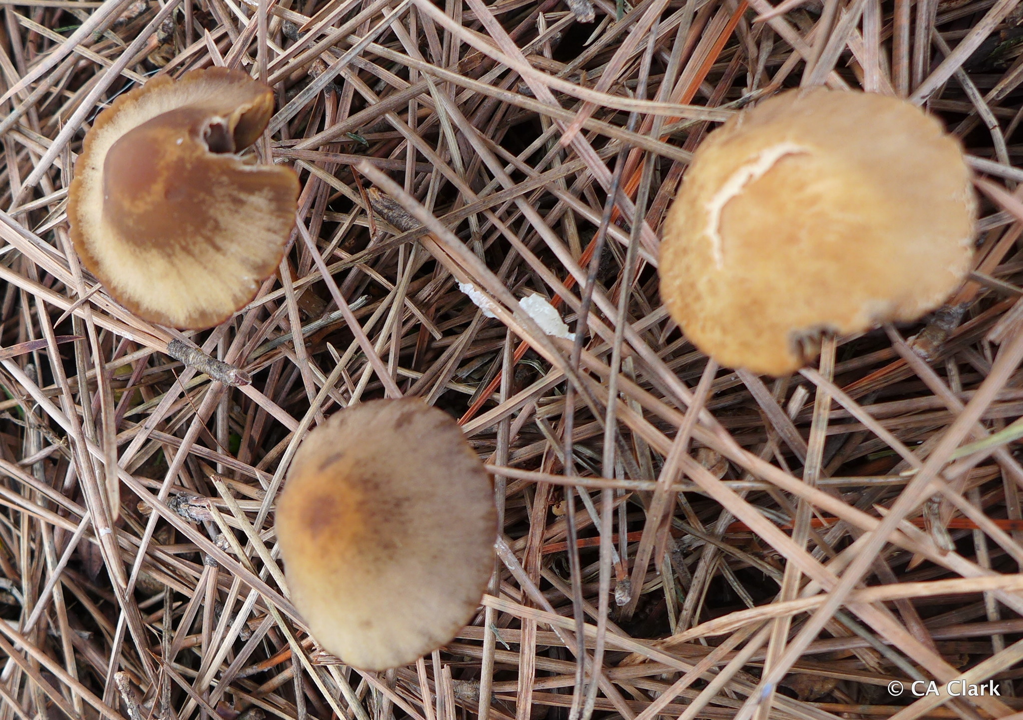 Psathyrella corrugis image