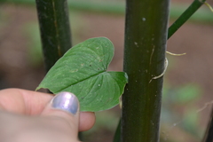 Philodendron jacquinii
