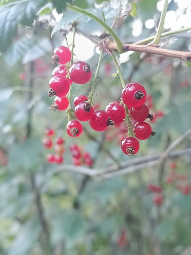 Rock Redcurrant (Ribes petraeum)