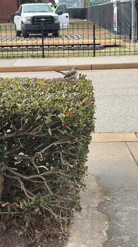 Northern Mockingbird