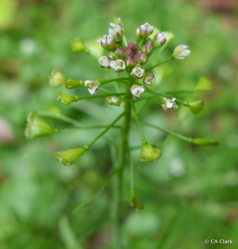 Trikertė žvaginė nuotrauka