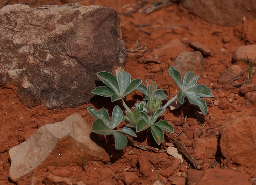 intermountain Indian breadroot (Pediomelum megalanthum)