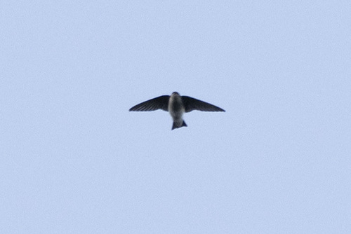 Violet-green Swallow (Tachycineta thalassina), photo 3