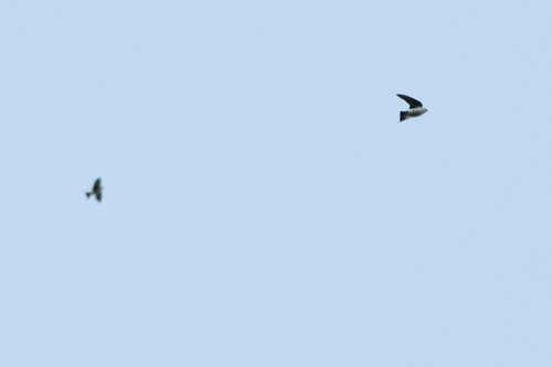 Violet-green Swallow (Tachycineta thalassina), photo 4