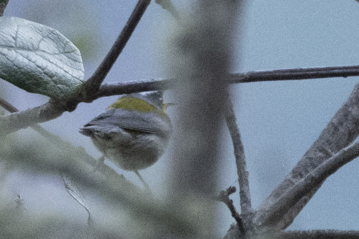 Crescent-chested Warbler (Oreothlypis superciliosa), photo 2