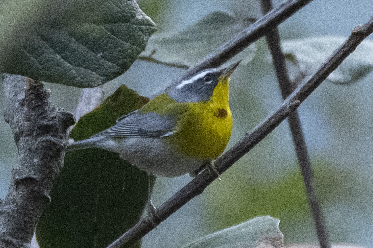 Crescent-chested Warbler (Oreothlypis superciliosa), photo 1
