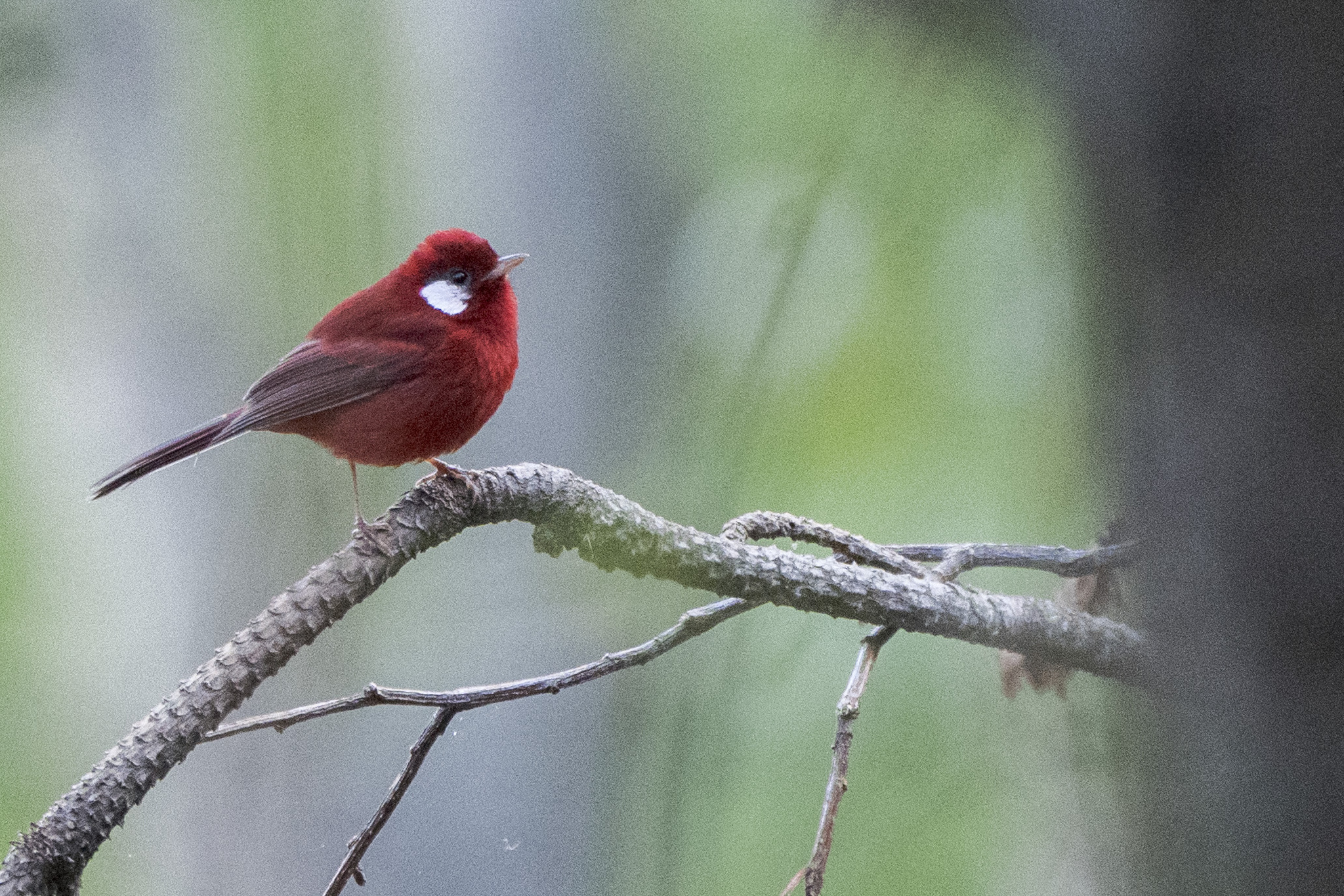 Red Warbler (Cardellina rubra), photo 10