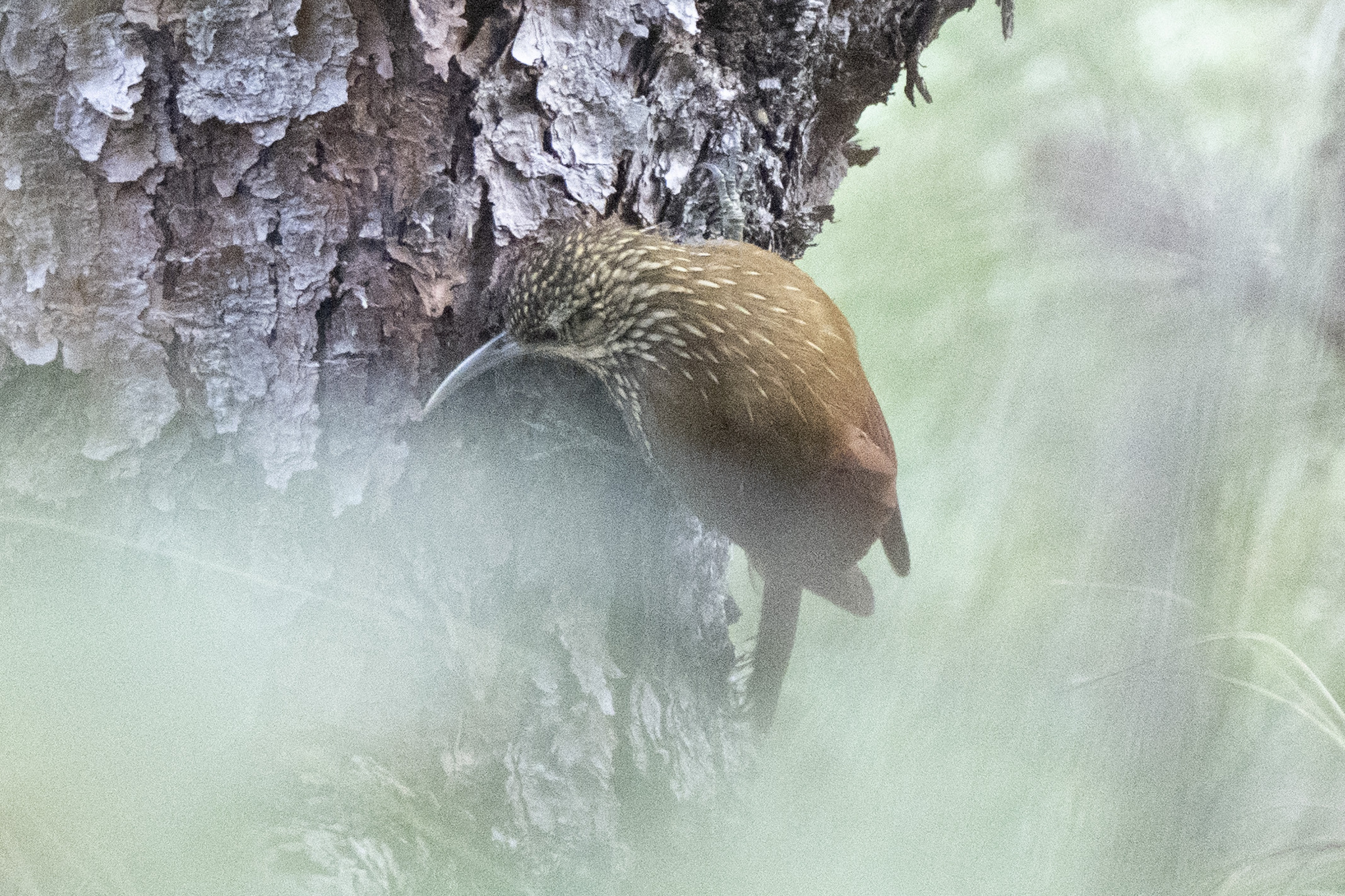 Spot-crowned Woodcreeper (Lepidocolaptes affinis), photo 4