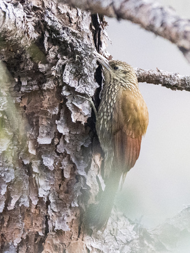 Spot-crowned Woodcreeper (Lepidocolaptes affinis), photo 3