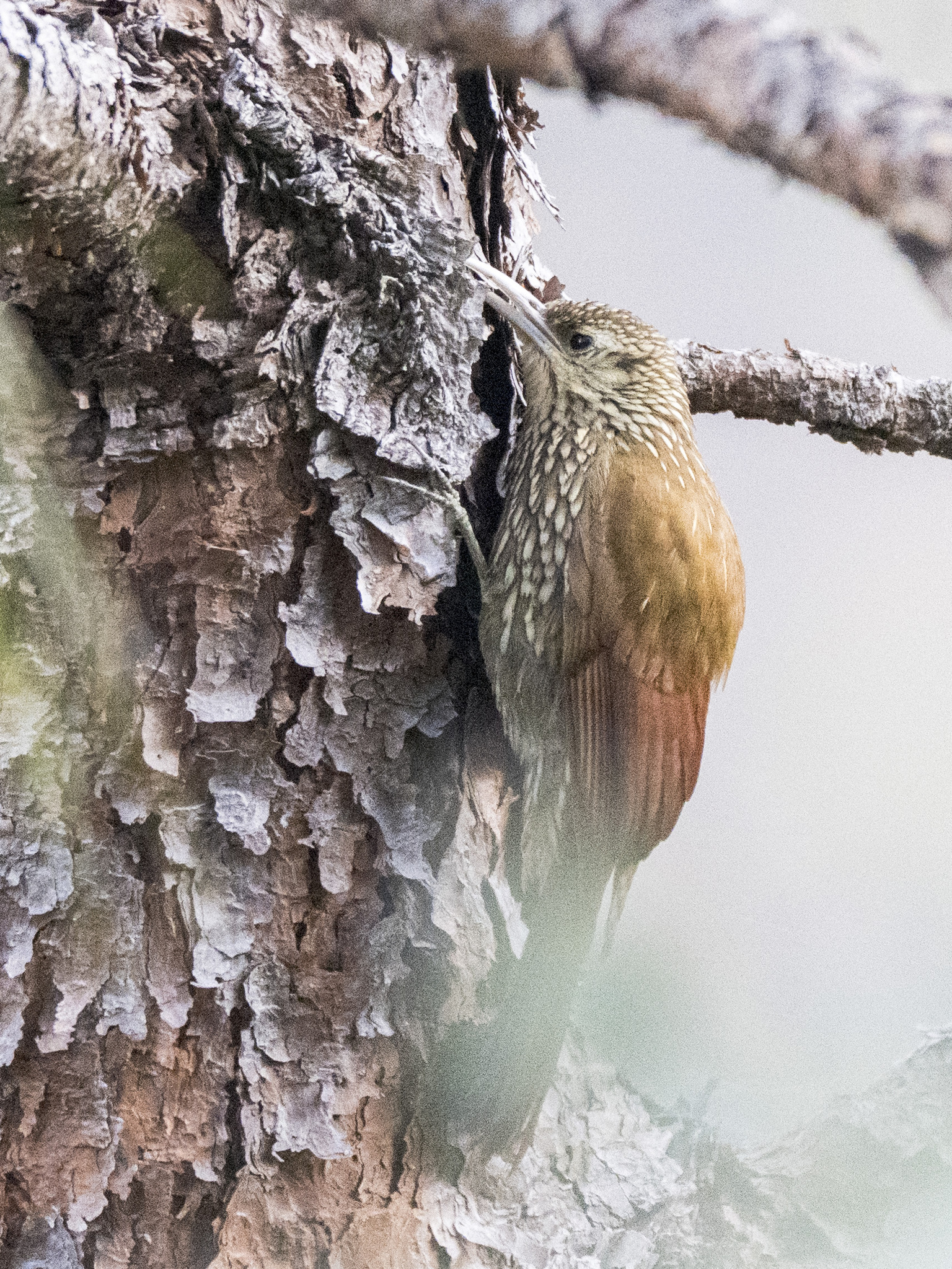 Spot-crowned Woodcreeper (Lepidocolaptes affinis), photo 3