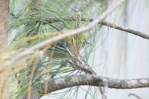 Olive Warbler (Peucedramus taeniatus), photo 4
