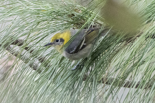 Olive Warbler (Peucedramus taeniatus), photo 3