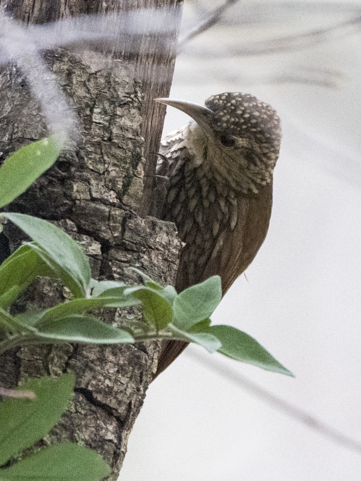 Spot-crowned Woodcreeper (Lepidocolaptes affinis), photo 10