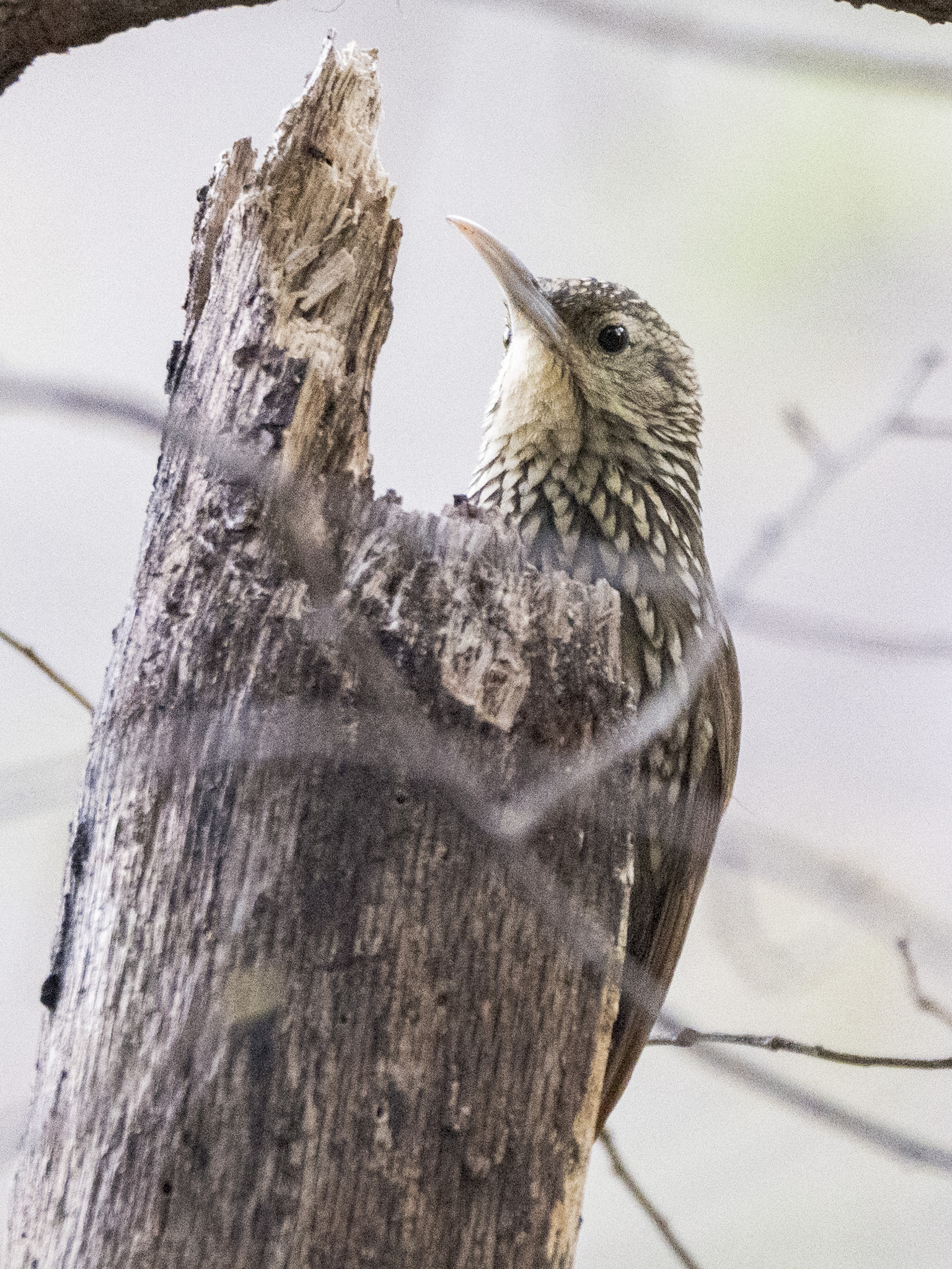 Spot-crowned Woodcreeper (Lepidocolaptes affinis), photo 9