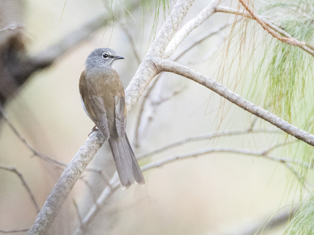 Brown-backed Solitaire photo