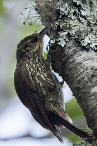 Spot-crowned Woodcreeper (Lepidocolaptes affinis), photo 7