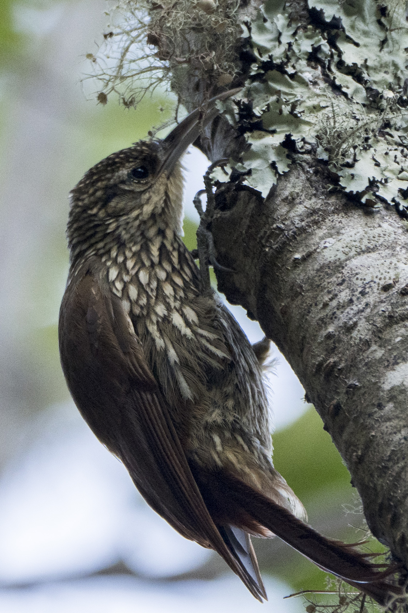 Spot-crowned Woodcreeper (Lepidocolaptes affinis), photo 6