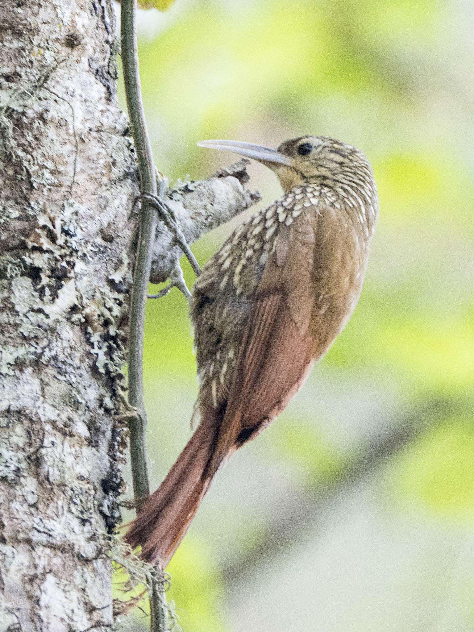 Spot-crowned Woodcreeper (Lepidocolaptes affinis), photo 5
