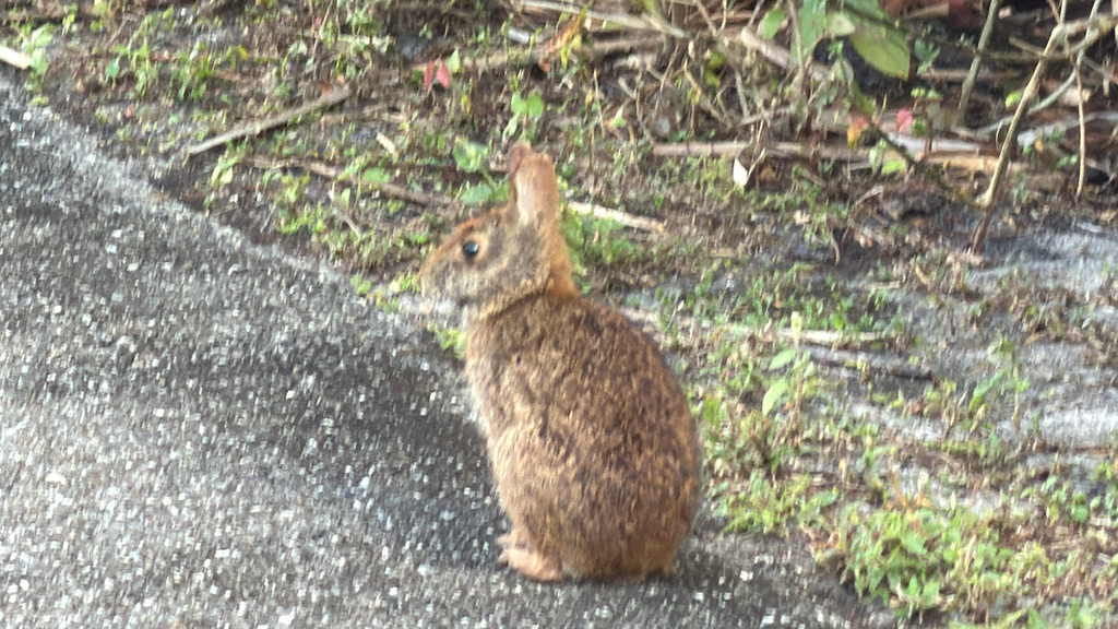 Marsh Rabbit from Wellington, FL, US on February 28, 2026 at 05:47 PM ...