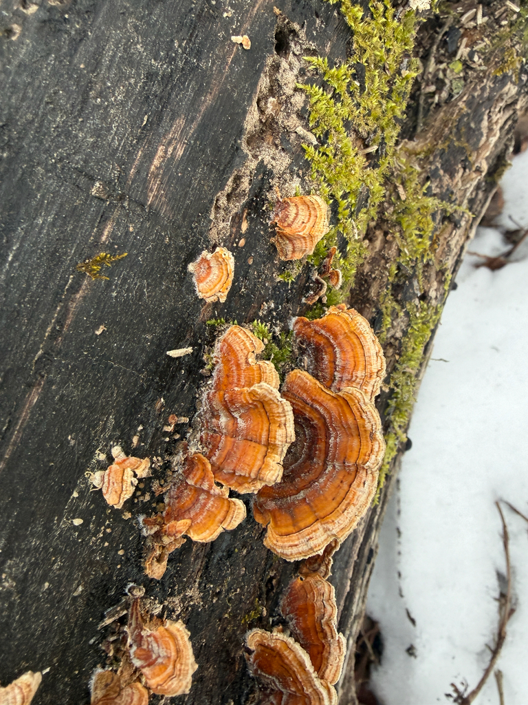 Stereum complicatum · February 2026 · photo: © kefreecomo (iNaturalist, cc-by)