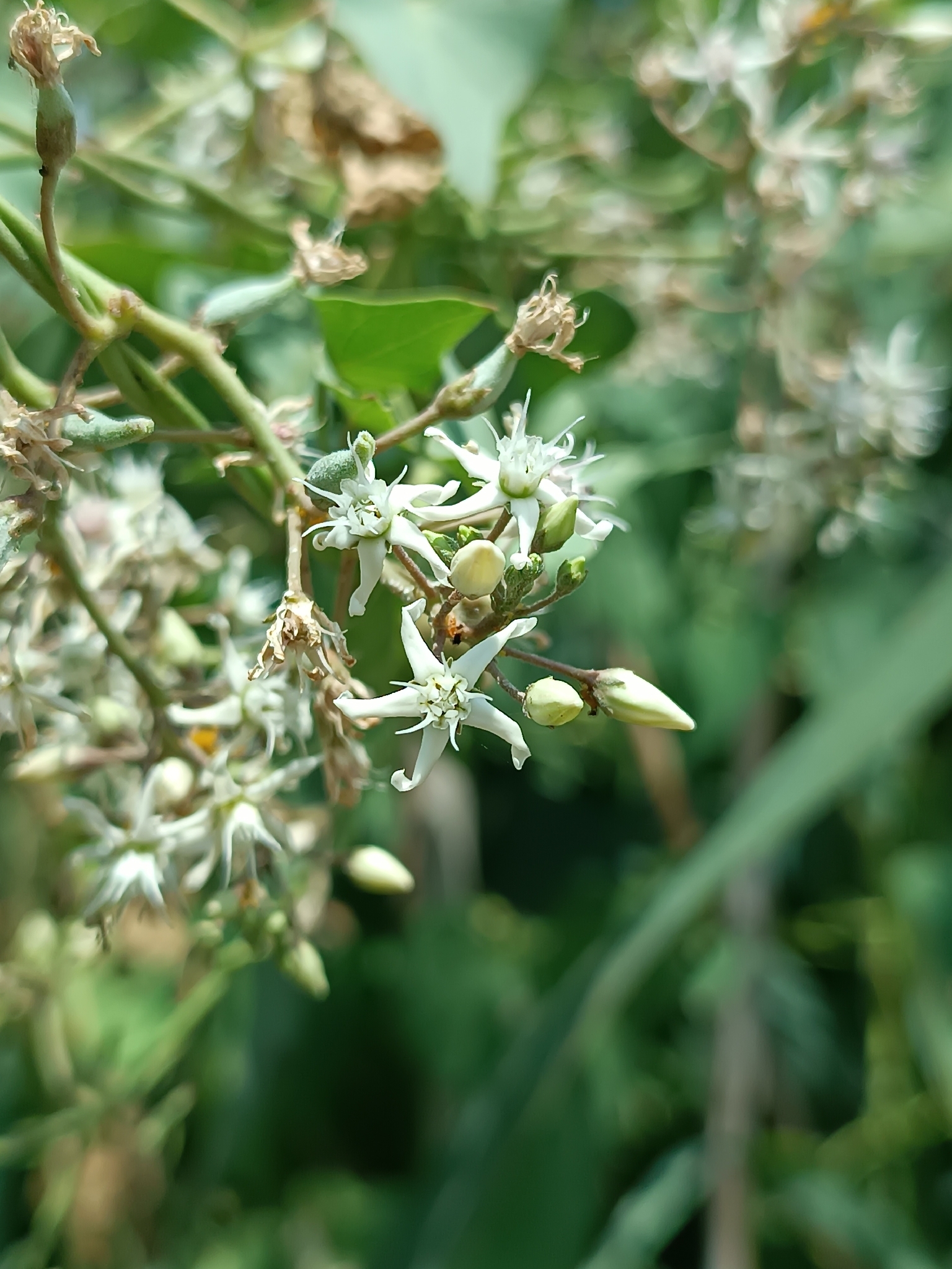 Cynanchum Acutum (Cynanchum acutum)