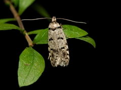 Scatochresis episema