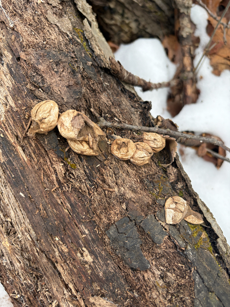 Apioperdon pyriforme · February 2026 · photo: © kefreecomo (iNaturalist, cc-by)