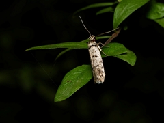 Scatochresis episema