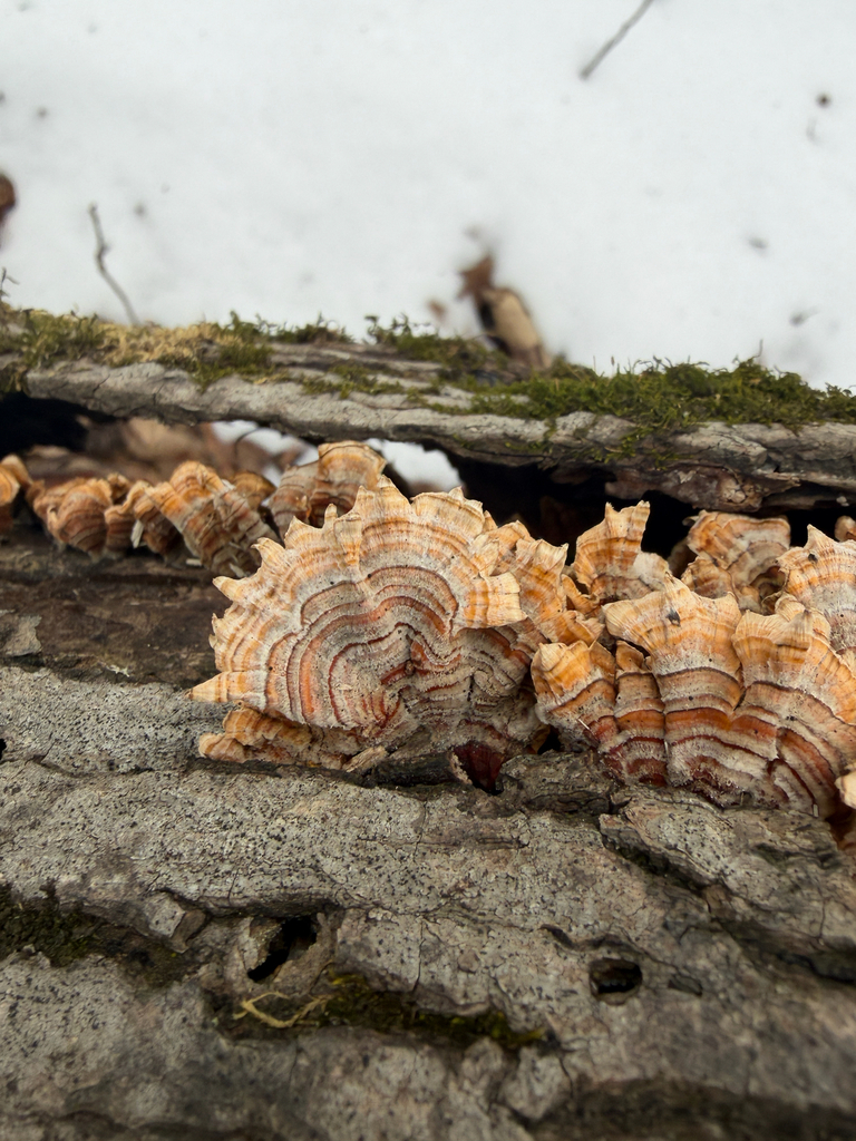 Stereum complicatum · February 2026 · photo: © kefreecomo (iNaturalist, cc-by)