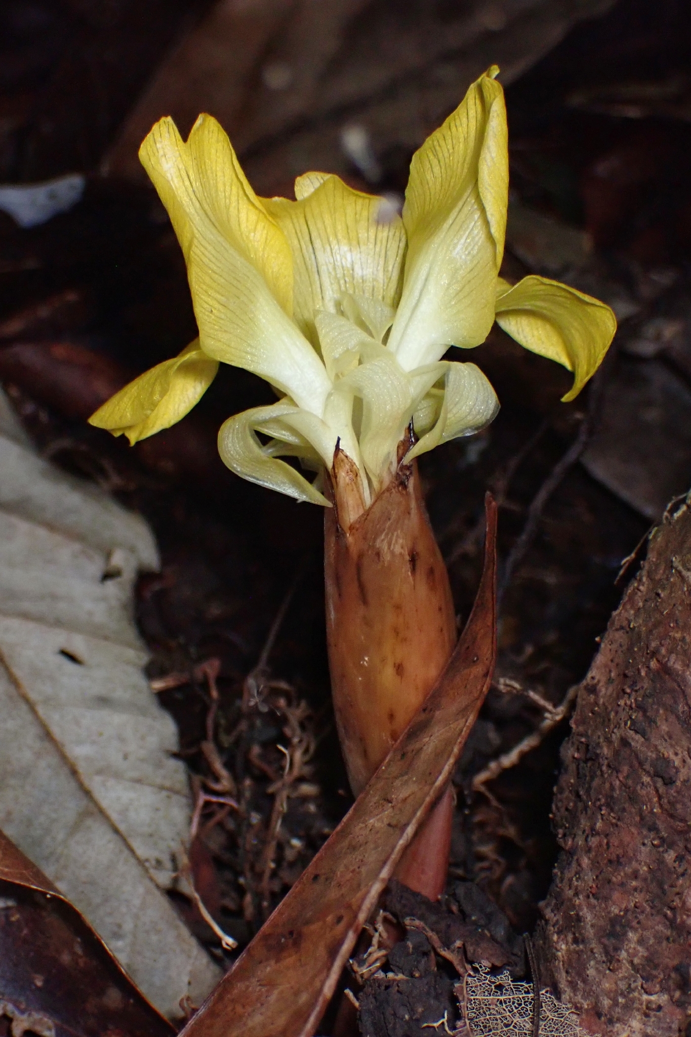 Goeppertia zingiberina (Körn.) Borchs. & S.Suárez