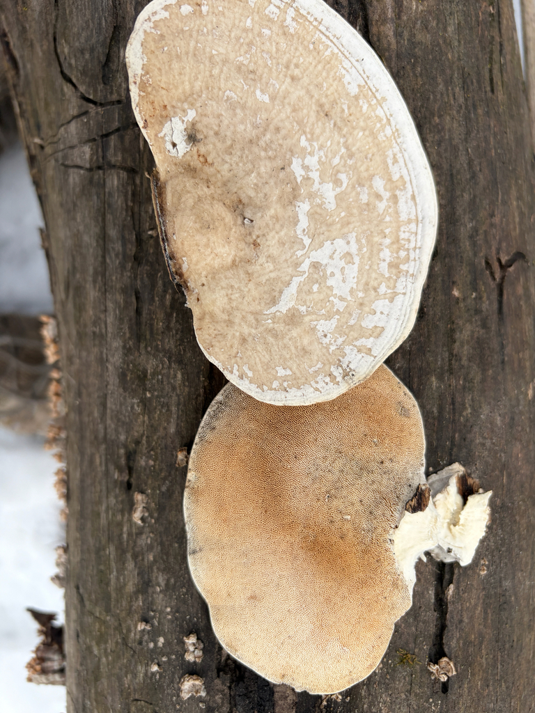 Trametes aesculi · February 2026 · photo: © kefreecomo (iNaturalist, cc-by)