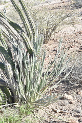 Euphorbia lomelii