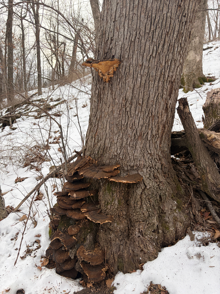 Ischnoderma resinosum · February 2026 · photo: © kefreecomo (iNaturalist, cc-by)