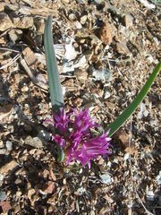 Allium falcifolium