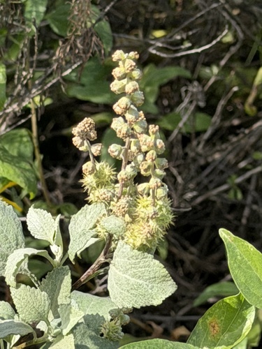 San Diego Bursage (Ambrosia chenopodiifolia)