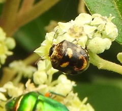 Aspideurus flavescens