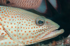 Anyperodon leucogrammicus