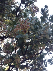 Arctostaphylos auriculata