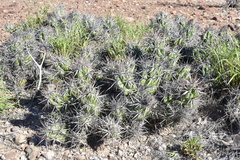 Corynopuntia invicta