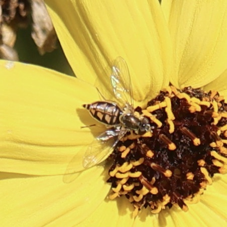 Unknown species found near Tijuana River Estuary, 301 Caspian Wy, Imperial Beach, CA 91932, USA