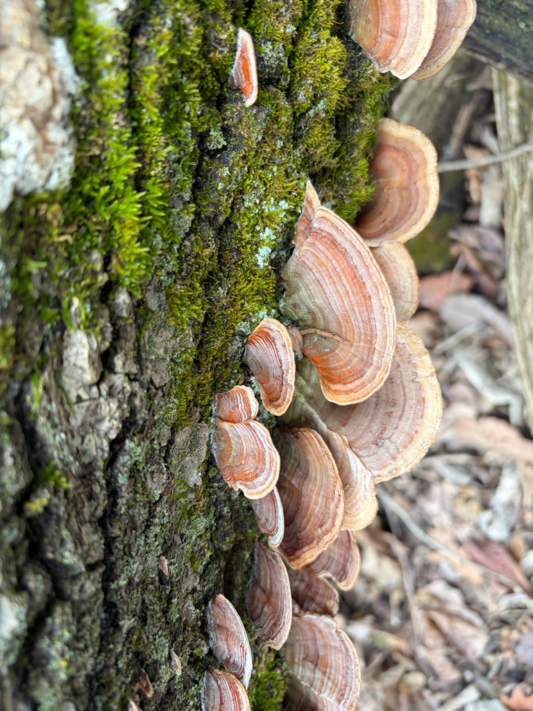 Stereum lobatum · February 2026 · photo: © kefreecomo (iNaturalist, cc-by)