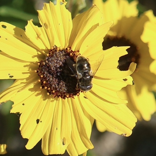 Unknown species found near Tijuana River Estuary, 301 Caspian Wy, Imperial Beach, CA 91932, USA