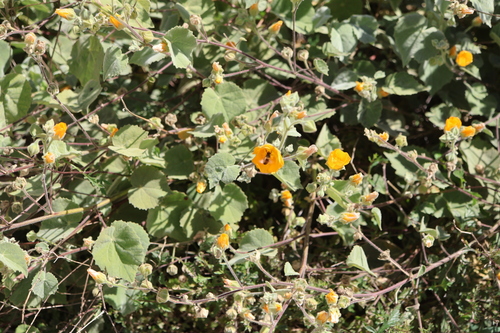 Palmer's Indian mallow (Abutilon palmeri)