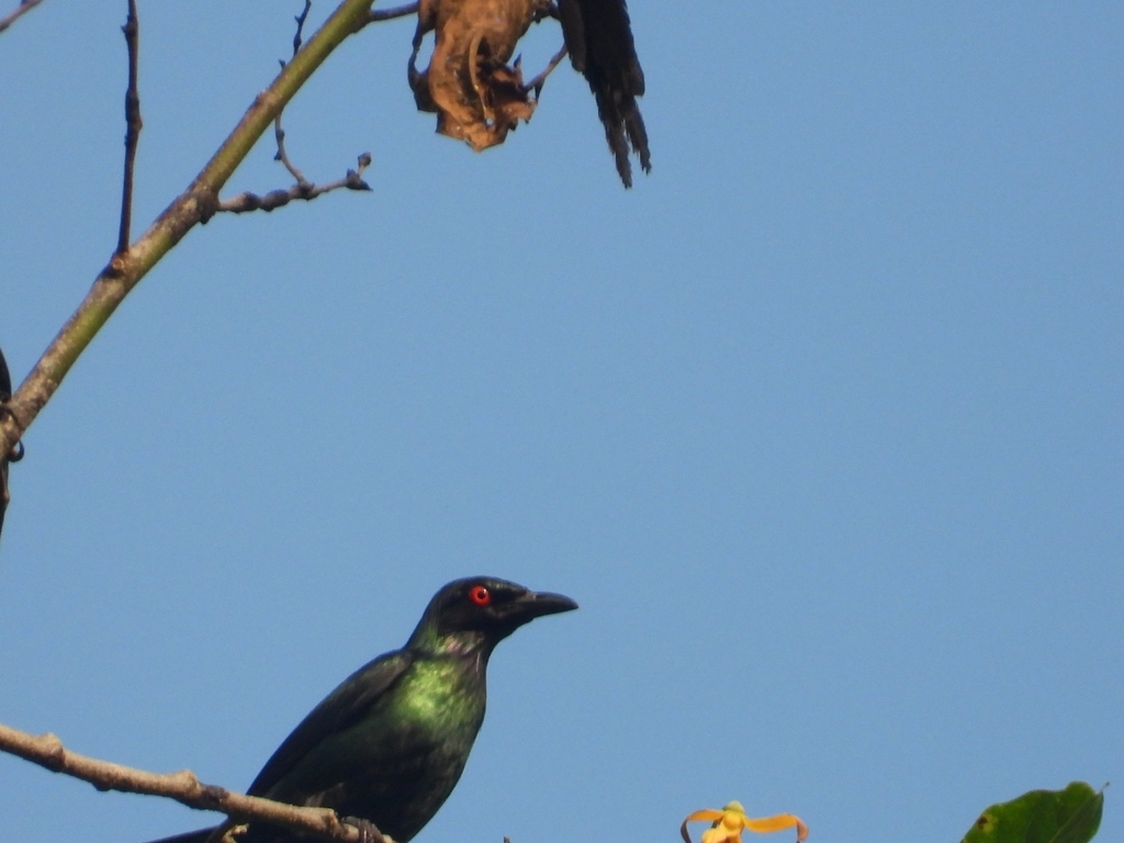 Metallic Starling (Aplonis metallica)
