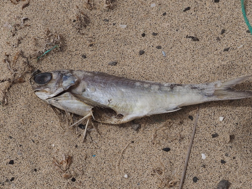 Lesser African threadfin (Galeoides decadactylus) — Polynemidae