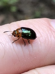 Platymela sticticollis