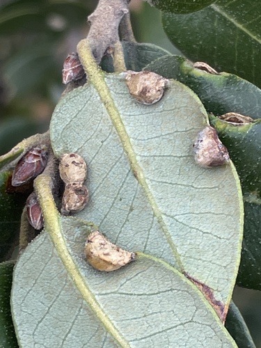 Unknown species found near Mount Diablo State Park, Clayton, CA, US
